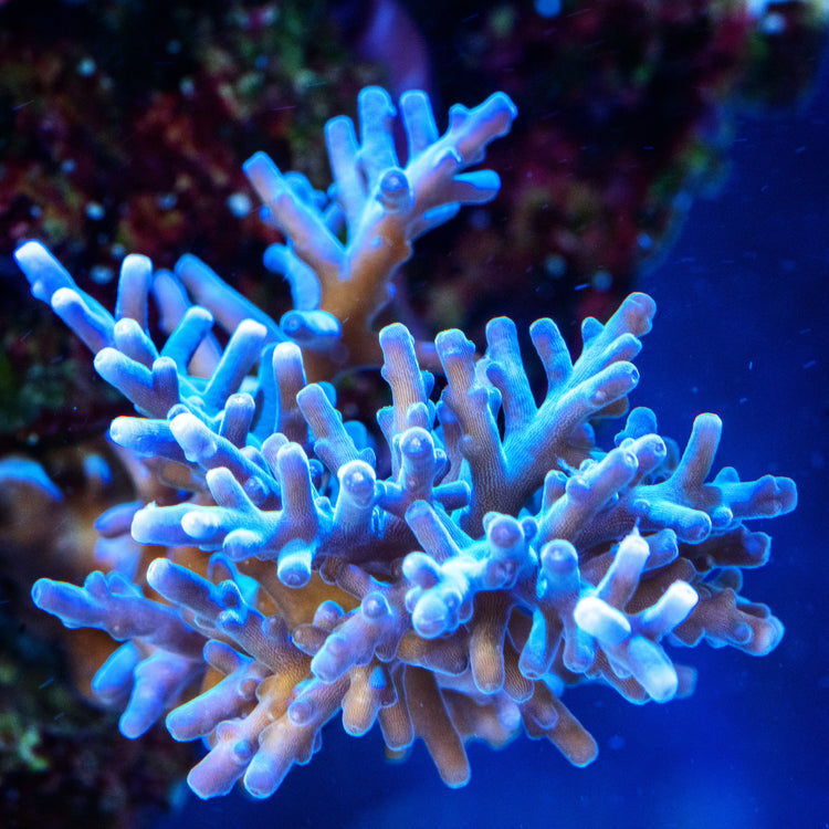 Ocean art aquarium zaak Ocean Art Store