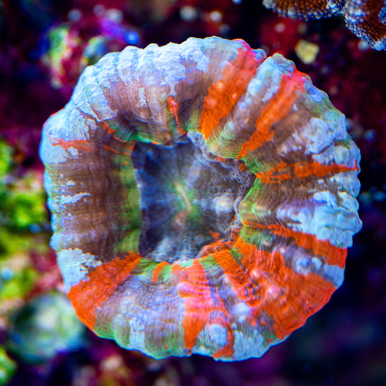 Ocean art aquarium zaak Ocean Art Store